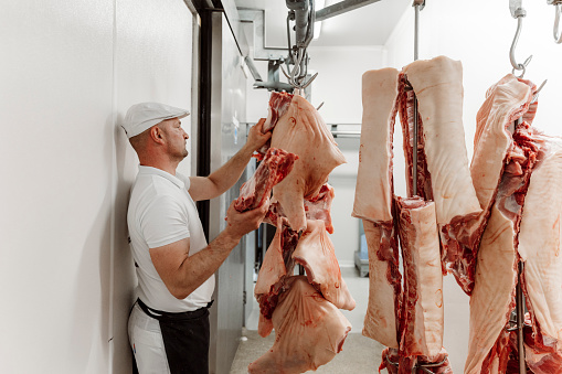 Butcher wearing a white uniform and black apron hanging large pieces of meat on the hooks in the cold room.