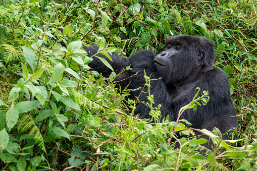 Silverback (dominant male) Eastern Lowland Gorilla (gorilla beringei graueri) is feeding. Location: Kahuzi Biega National Park, South Kivu, DR Congo, Africa. Shot in wildlife.