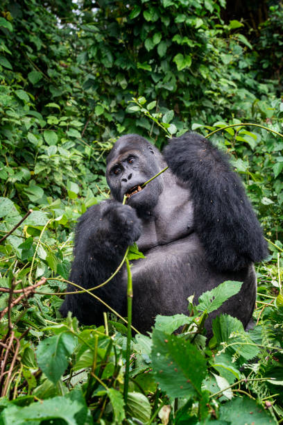 Gorilla of mountains in Virunga national Park near Kisoro in Uganda