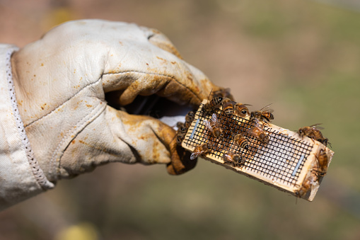 Queen bee in a cage with honey bees.