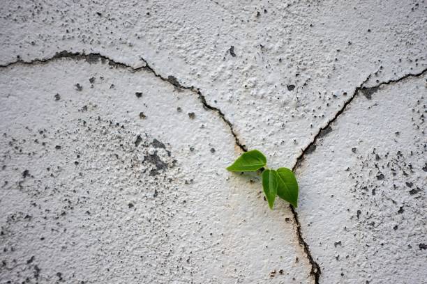 istock Trees grow from cracks in concrete walls. 1391126370