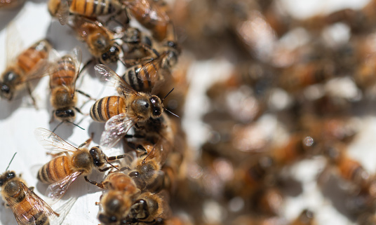 Working bees produce healthy honey. Banner. Apiary, Beekeeping concept.