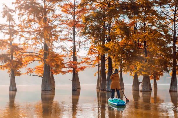 traveller on paddle board at the lake with swamp trees. woman float on sup board - lone cypress tree imagens e fotografias de stock