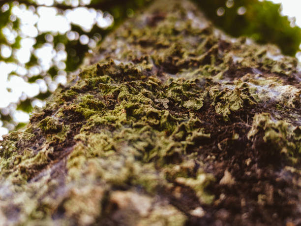 Large tree and its moss seen up close stock photo