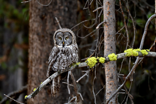 This was the perfect branch to set up shop on and hunt the meadows below as this Great Grey Owl was doing. I watched as it dropped off this branch a few different times to catch him self a few voles for breakfast in Yellowstone National Park.