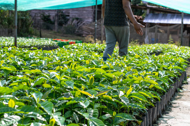 Small organic coffee plantation garden. stock photo