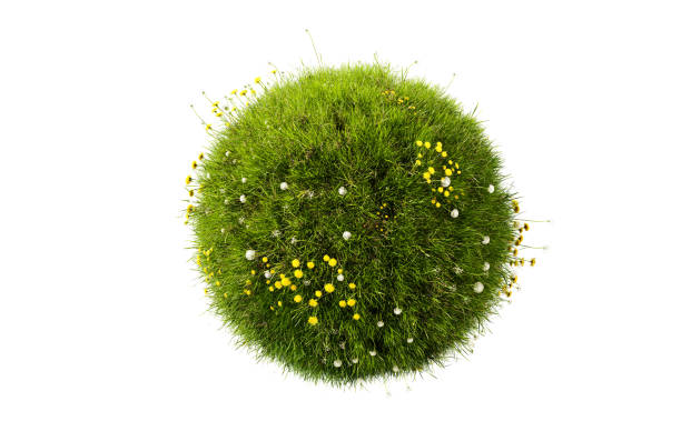 istock Grass circle, 3d render. Grass sphere with dandelions isolated on a white background. 1391136113
