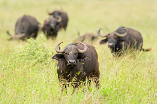 Cape Buffalo (Syncerus caffer). Serengeti National Park, Tanzania, Africa