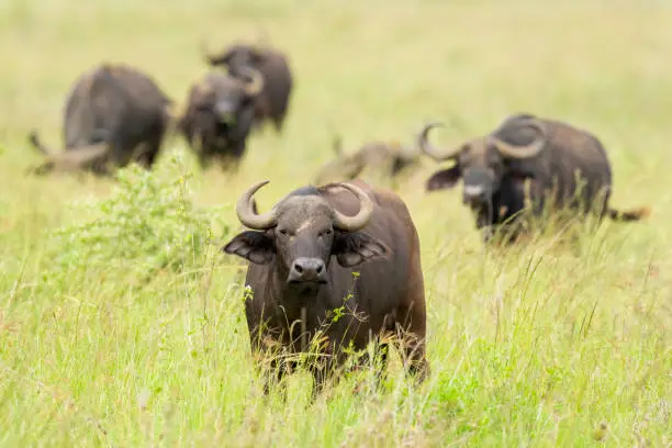 Photo of Cape Buffalo Herd Grazing