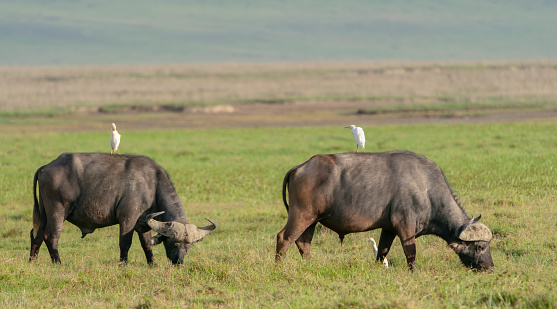 Cape Buffalo (Syncerus caffer) and Cattle Egrets. Ngorongoro Crater, Tanzania, Africa