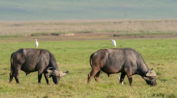 búfalo do cabo com garças de gado - bird egret wildlife animal - fotografias e filmes do acervo