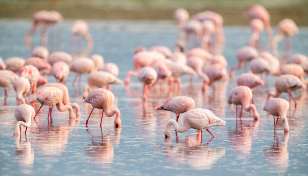 alimentation de flamants roses colorés - ankle deep in water photos et images de collection