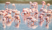 Colorful Flamingos Feeding