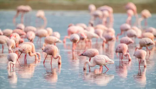 Lesser flamingos (Phoeniconaias minor). Ndutu region of Ngorongoro Conservation Area, Tanzania, Africa
