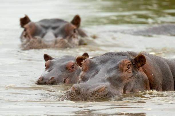 Baby Hippo Stock Photos, Pictures & Royalty-Free Images - iStock Baby Hippo Stock Photos, Pictures & Royalty-Free Images - iStock