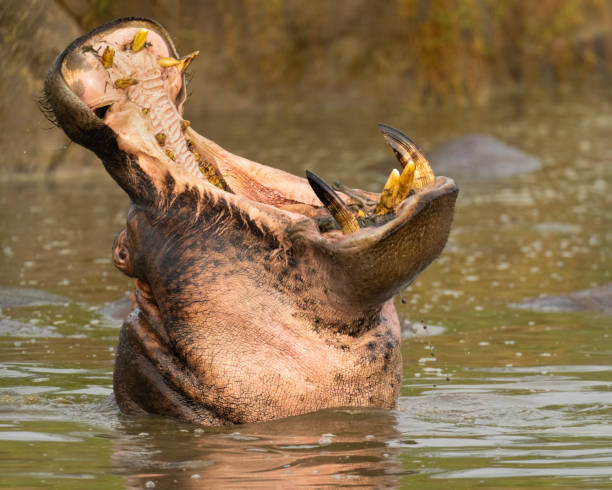 bocca spalancata dell'ippopotamo - animal hippopotamus africa yawning foto e immagini stock