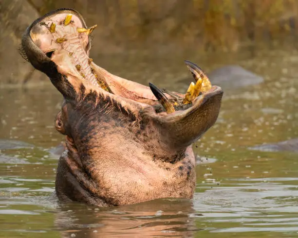 Photo of Hippopotamus' Gaping Mouth