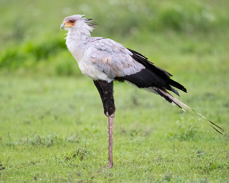 Secretary Bird (Sagittarius serpentarius). Ndutu region of Ngorongoro Conservation Area, Tanzania, Africa
