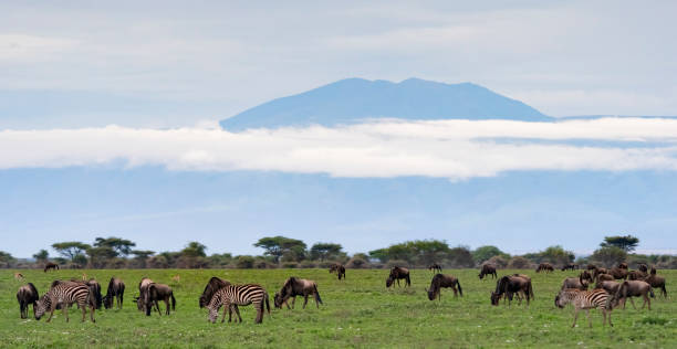 Wildebeest and Zebra Herds with a Volcanic Mountain in the Background