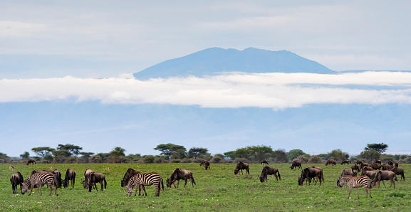 Volcanic mountain rising above the African savannah and herds of wildebeest and zebra. Ndutu region of Ngorongoro Conservation Area, Tanzania, Africa