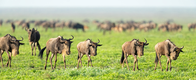Wildebeest (Connochaetes taurinus) herd during annual migration. Ndutu region of Ngorongoro Conservation Area, Tanzania, Africa.