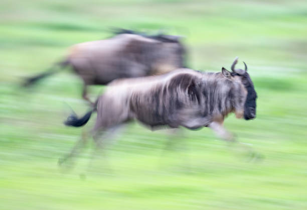 Wildebeest (Connochaetes taurinus) running in a motion blur image. Ndutu region of Ngorongoro Conservation Area, Tanzania, Africa