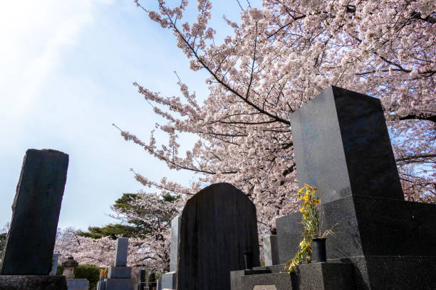 istock Japanese style grave garden with beautiful cherry blossoms 1391141204