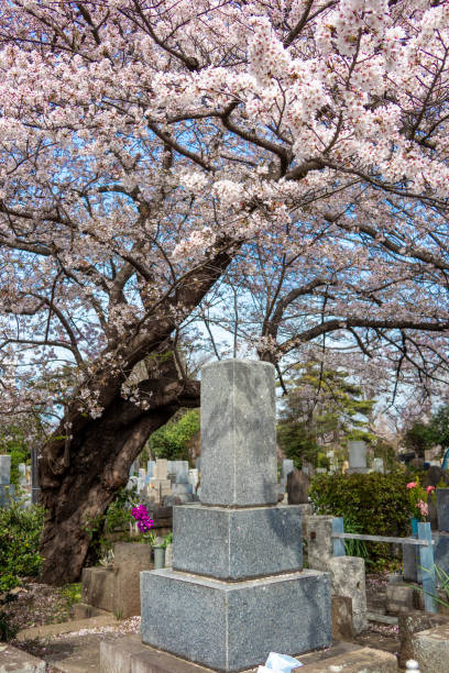 istock Japanese style grave garden with beautiful cherry blossoms 1391141229