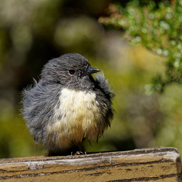 robin z wyspy południowej, toutouwai, chroniony endemiczny gatunek nowej zelandii. - kahurangi zdjęcia i obrazy z banku zdjęć