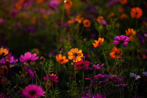 Flowers Cosmos in the meadow\