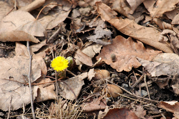 istock The first spring yellow flower among the old fallen leaves 1391145223