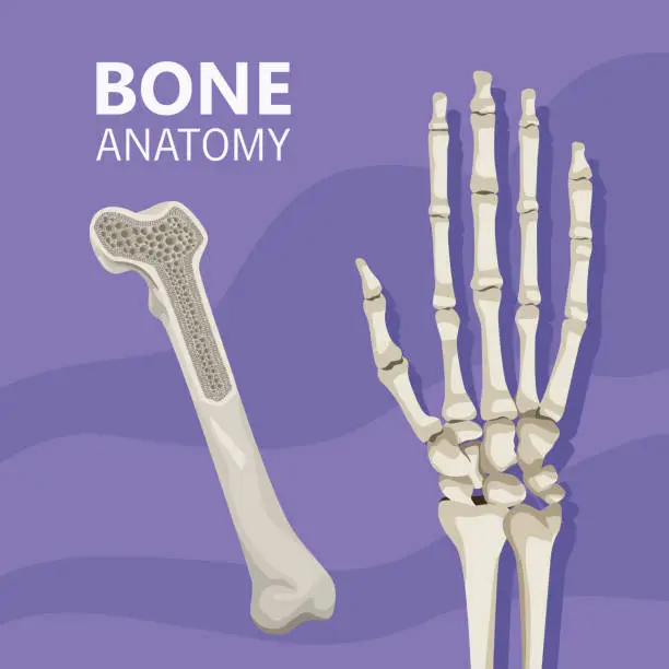 Vector illustration of hand realistic human bone