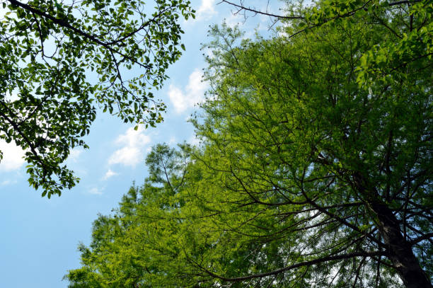 istock Trees grow toward the sky. Clouds are scattered in the sky. 1391147085