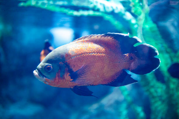 istock Bright tropical fish in the sea close up, background with fish 1391147167