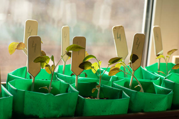 Tomato seedlings on the windowsill, in green cups. High quality photo.