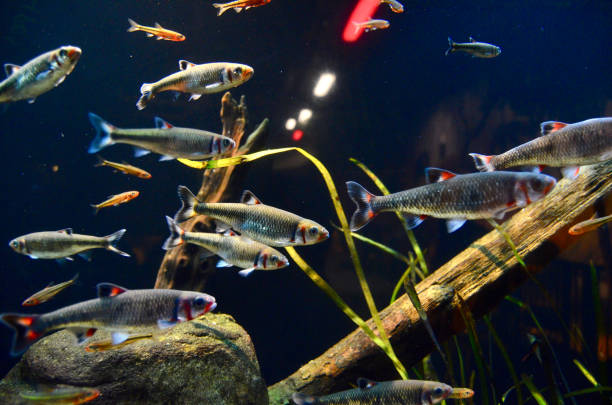 A Medium School / Shoal of Freshwater Warpaint Shiner River Minnow Fish (Luxilus Coccogenis) Together in a Naturalistic Aquascape Environment with Jungle Val (Vallisneria Americana) and Rocks in the Background.