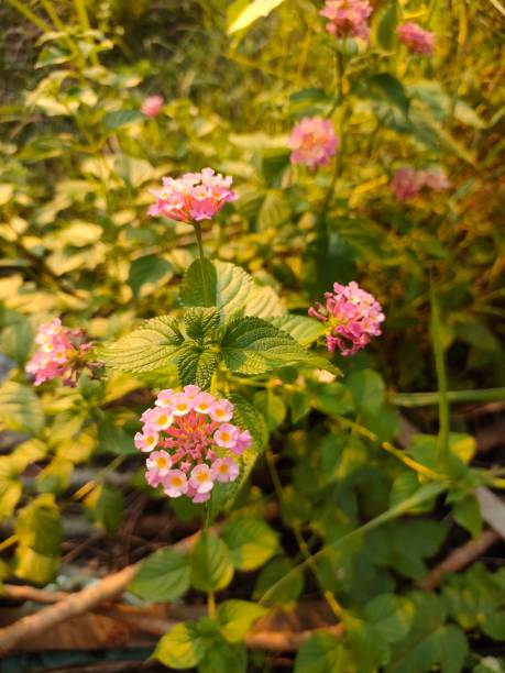 istock Lantana camara under the sunlight 1391147853