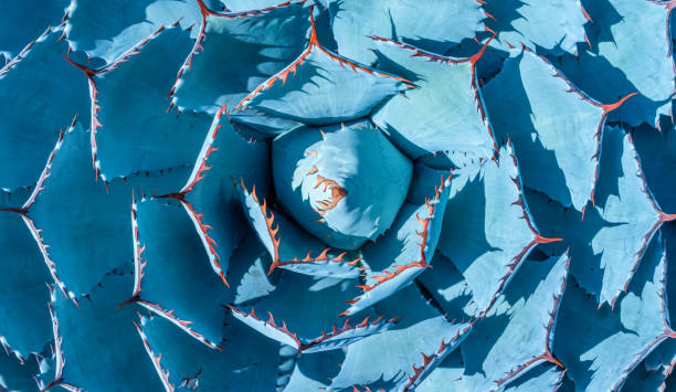 istock Close-up of agave plant. 1391148048