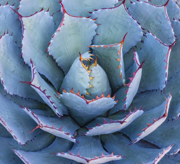 istock Close-up of agave plant. 1391148053