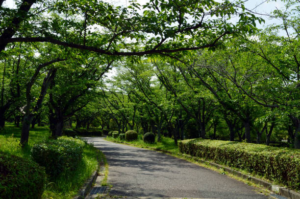 istock A park without people in the morning, a walking path surrounded by trees and grass with fresh green leaves. 1391148874