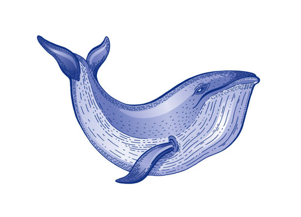 Whale watercolor sketch. Vintage vector illustration. Sea animal hand drawn line art. Blue whale engraved drawing. Ocean life water color design for realistic retro tattoo, print. Word oceans day icon Whale watercolor sketch. Vintage vector illustration. Sea animal hand drawn line art. Blue whale engraved drawing. Ocean life water color design for realistic retro tattoo, print. Word oceans day icon baleen whale stock illustrations