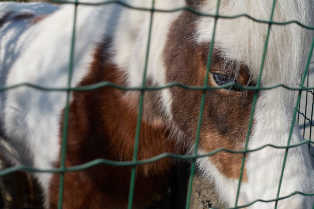A brown and white pony with sad eyes is leaning against a net in a zoo paddock.
