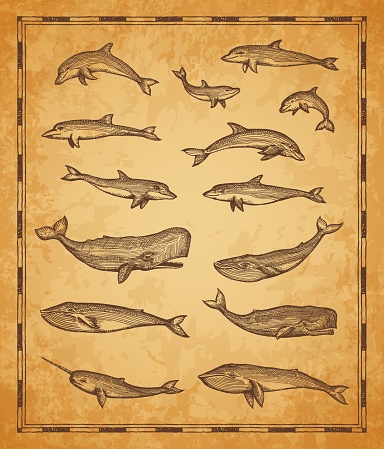 Vintage map elements with whales and sperm whale, narwhal and dolphins, vector sketch. Sea sailing map with ocean animals, sailor scroll retro sketch or monochrome woodcut