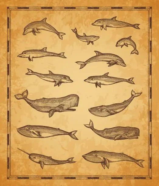 Vector illustration of Vintage map elements, whale and sperm whale fishes