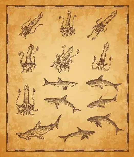 Vector illustration of Vintage map elements with squids and sharks fishes