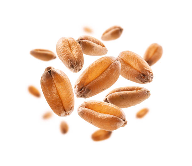 istock Wheat grains levitate on a white background 1391157030