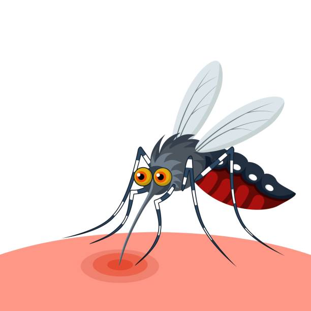 wektorowa ilustracja komara wysysającego krew, wyizolowana na białym tle, jako baner, plakat lub szablon, światowy dzień malarii lub światowy dzień gorączki denga. - ssawka stock illustrations