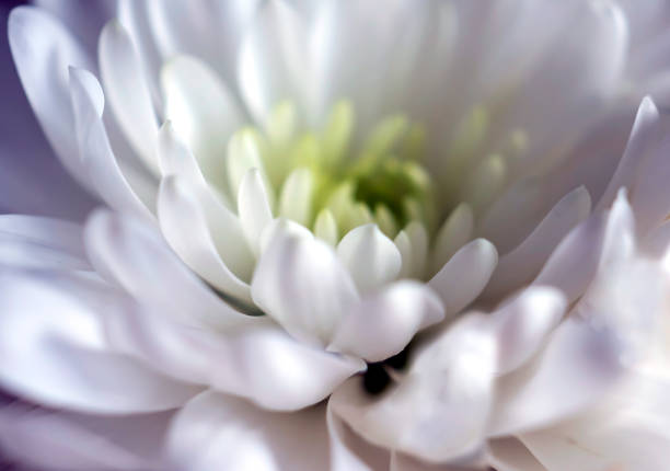 istock fresh, delicate white flowers with the Latin name Chrysanthemum 1391158481