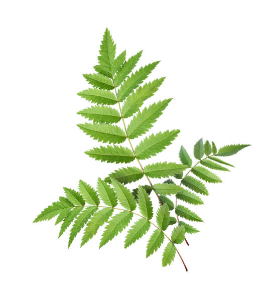 istock Bouquet of three beautiful tree leaves on a white background 1391158748
