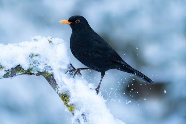 Blackbird in wintertime stock photo